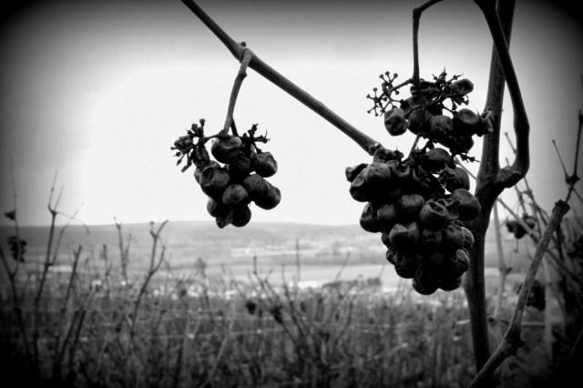 I wonder who's buying the wine for the one I used to call mine. By SpaceUtopian ©