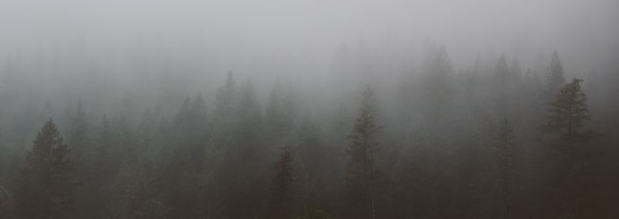 Enchanting Aerial View of a Serene Forest Embraced by a Gentle Mist